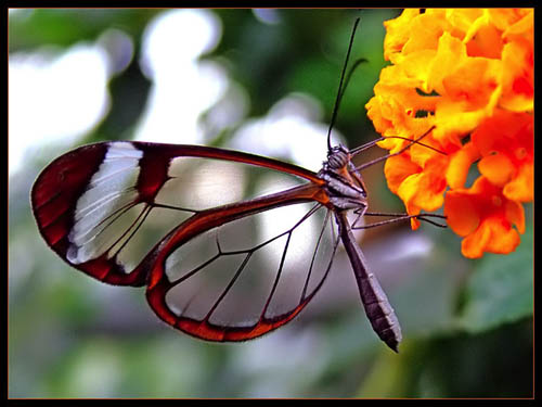 transparent-butterfly2-sm.jpg